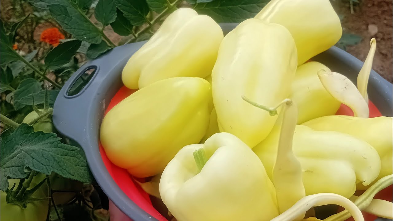 MIRAN I PRODUKTIVAN DAN NA SELU 🏡/PRVA berba paprika🫑/lagan ljetni rucak🥘