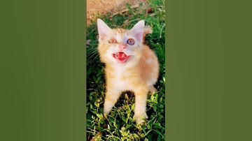 cat video ! cat voice ! cat sound ! cat meowing #shorts #short #youtubeshorts #cat #cats #catsound