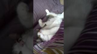 Funny cat malfunction by Odissey 581 views 7 years ago 1 minute, 4 seconds