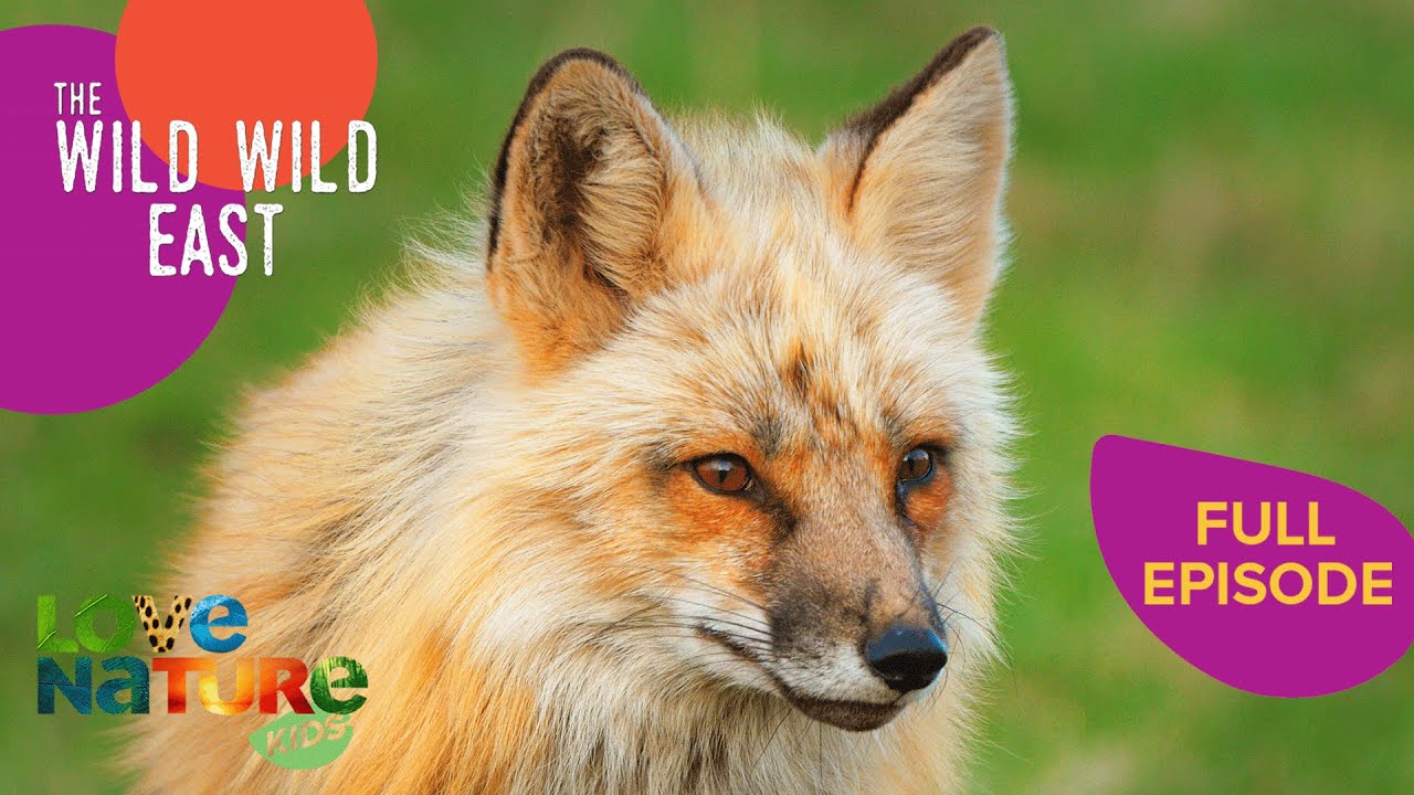 Baby Fox Goes Scavenging For The First Time | Wild Wild East 101