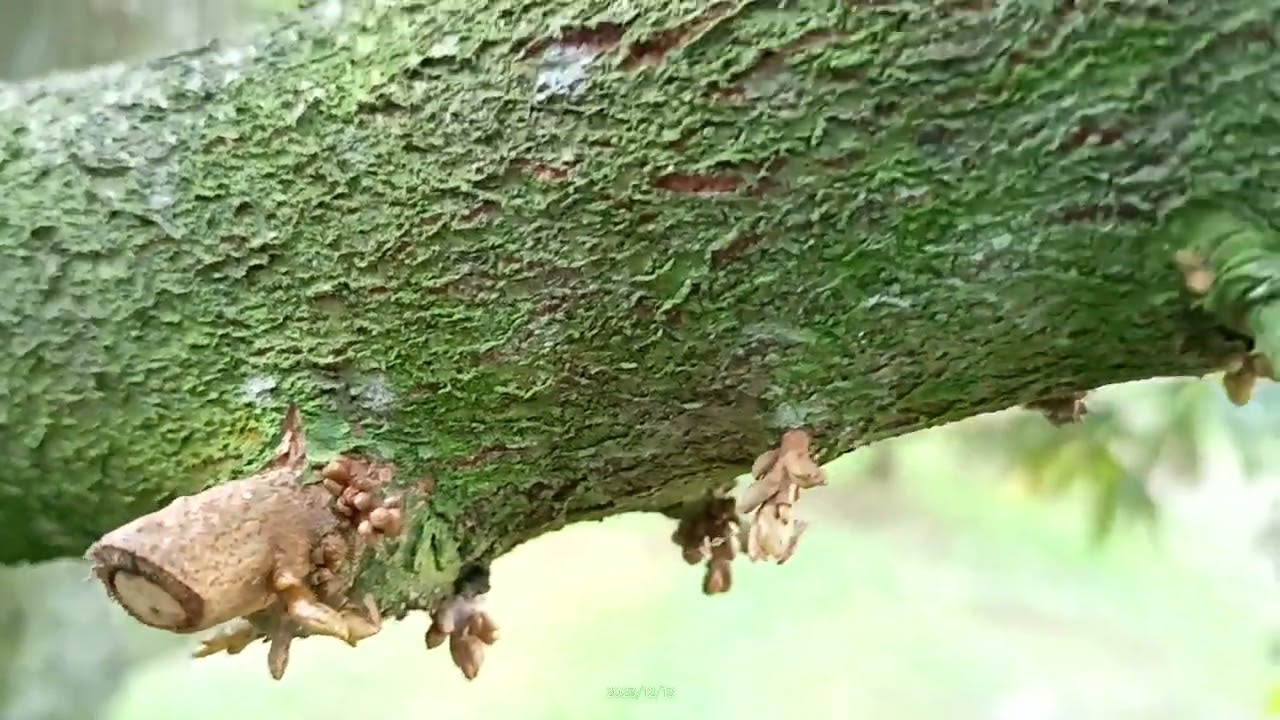 ทุเรียนไข่ปลาตาปูหลังฝนตก พ่นเปิดตาดอกช่วย แล้วพ่นสะสมอาหารช่วย