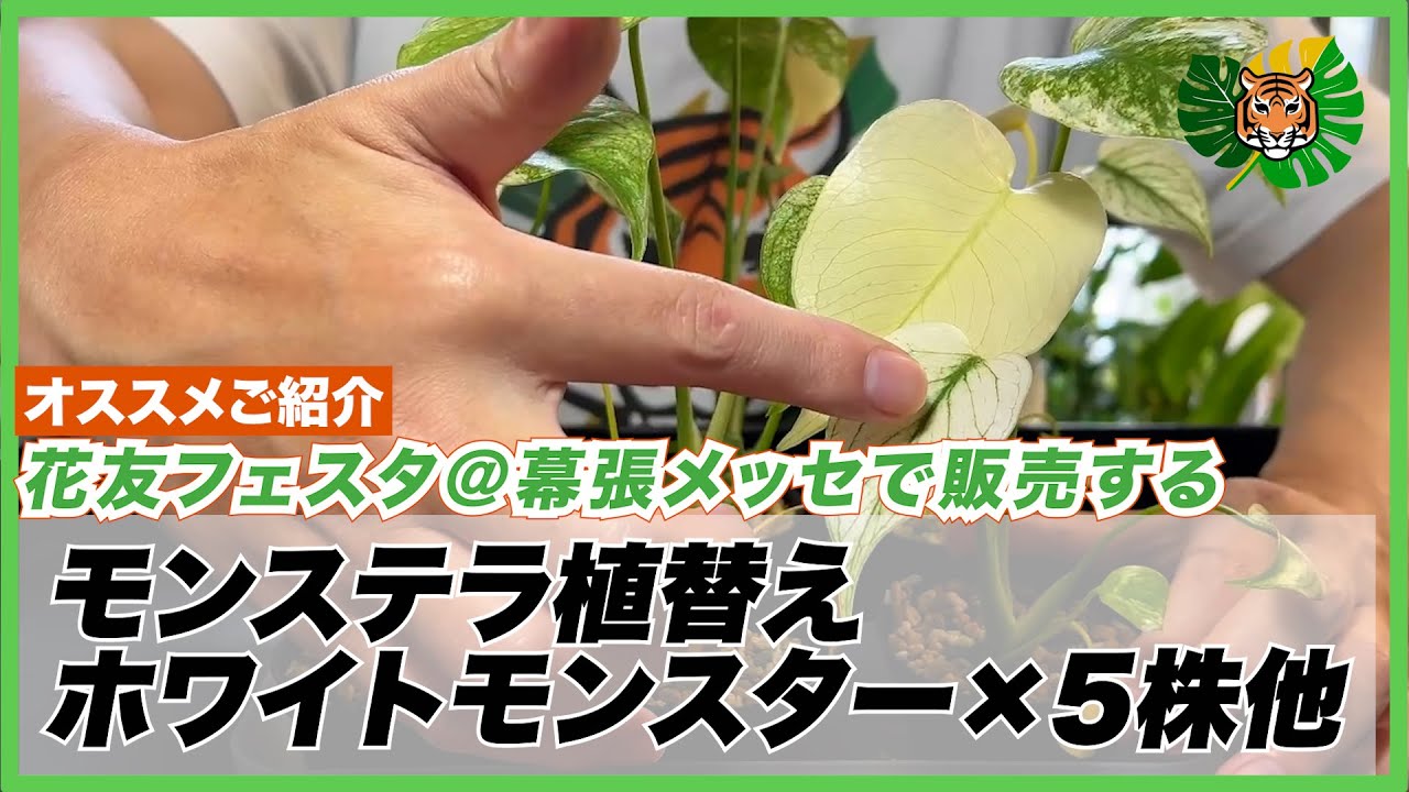 YM267モンステラ クリーミーモンスター YM261モンステラ クリーミー