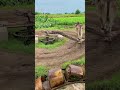 Indicates Water Wheel Operating With Bulls #shortsfeed #shortvideo #trending