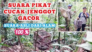 PIKAT GACOR CUCAK JENGGOT DARI ALAM 100 % SUARA ASLI