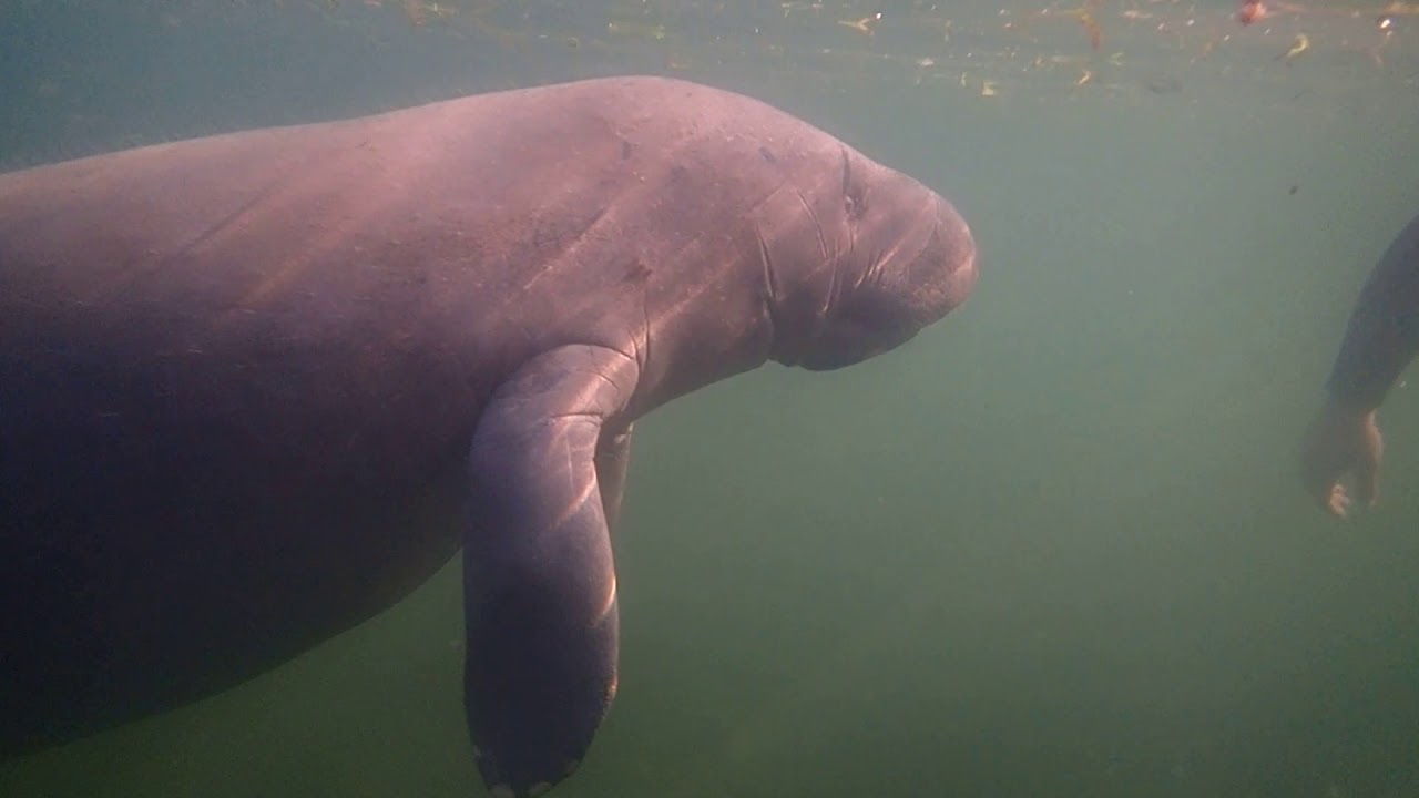 Manatee Closeup {River Ventures}