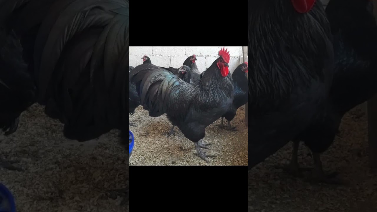 Captain 👩‍✈️