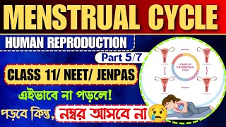 Menstrual Cycle | Human Reproduction | Part 5/7 | Board + NEET | class 12 biology