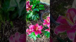 Oriental Lilies