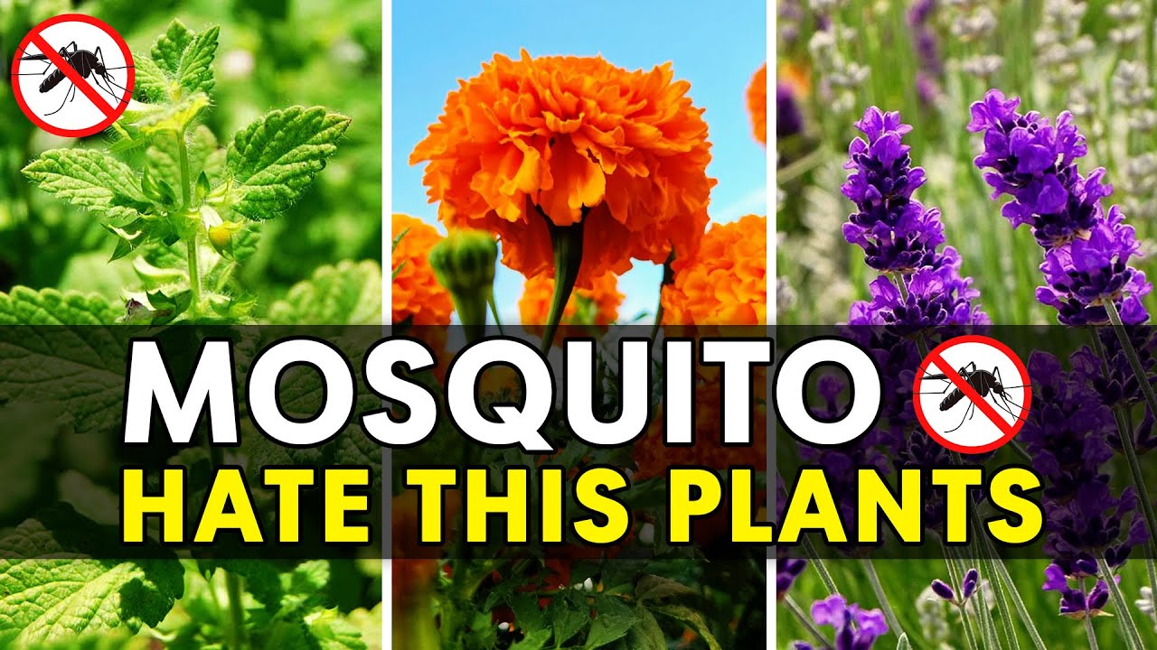 These 10 Plants Make Mosquitoes Disappear From Your Yard