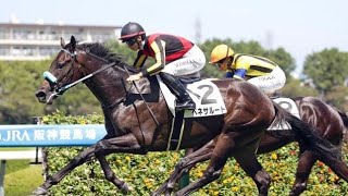 【新馬戦】9/6メイクデビュー阪神芝1400m実況[優勝馬　ベネサルート　吉村誠之助騎手]