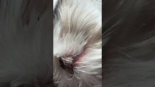 Rate Leos Aura Farming