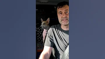У щенка подкожный клещ 😱  Будем лечить 🤓