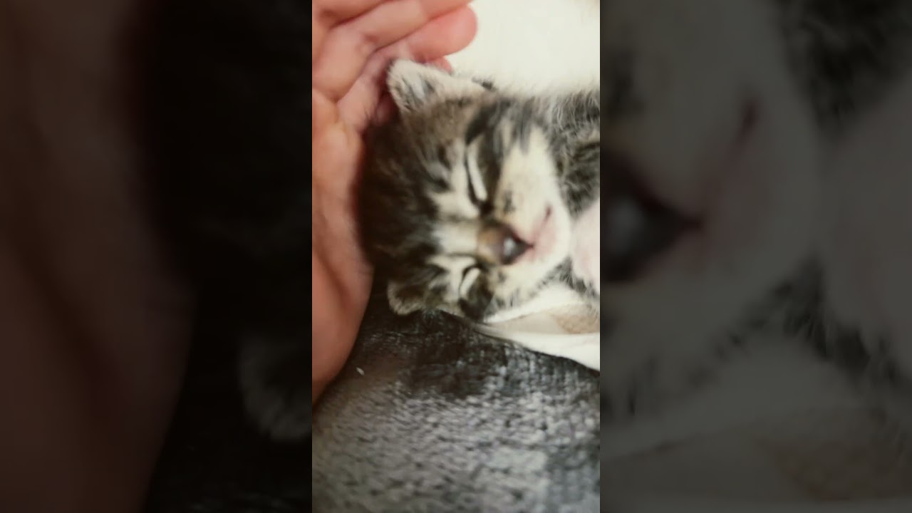 Guys comment why my cat is shivering 🥶