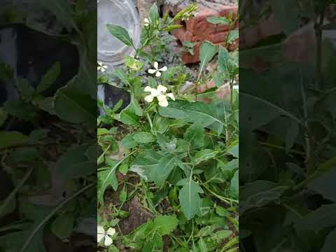 شكل زهر نبات الجرجير