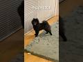 もうすぐ5歳になります #pomeranian #ポメラニアン #多頭
