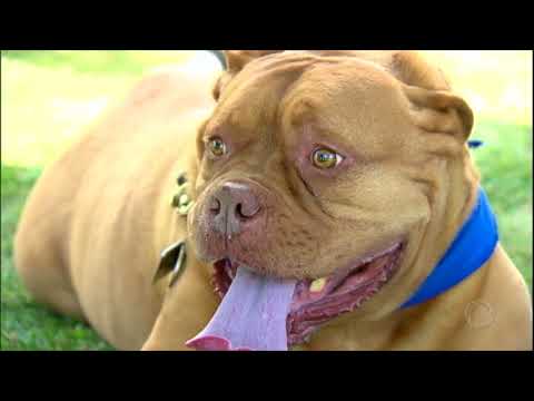 Vídeo: Vacinas Para Cães - Quando, Como, Por Quê
