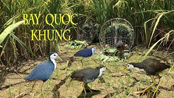 Cách bẫy chim quốc cận cảnh bẫy chim quốc siêu đỉnh