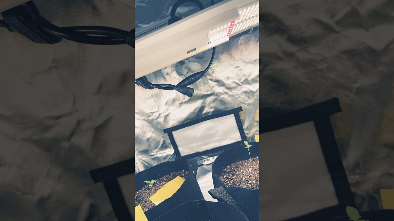 Do you guys like the hlg 350 Diablo light ? 