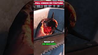 The Dolphish? | #fallout4