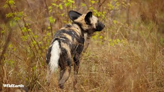 SafariLIVE Sunset  02 June 2024