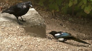 Young Crow and Magpie