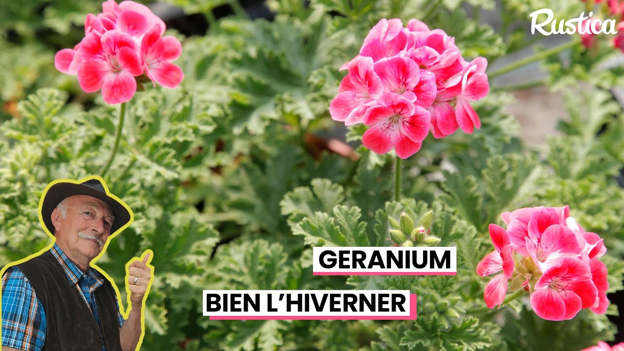 Conserver les géraniums en hiver ️ YouTube — free download