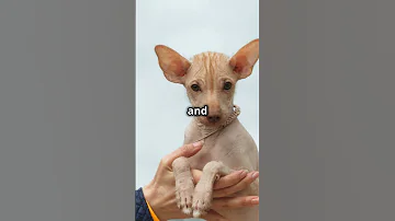 Peruvian Inca Orchid Dogs 101: Amazing Dog Facts In 60 Seconds 🐶🕒
