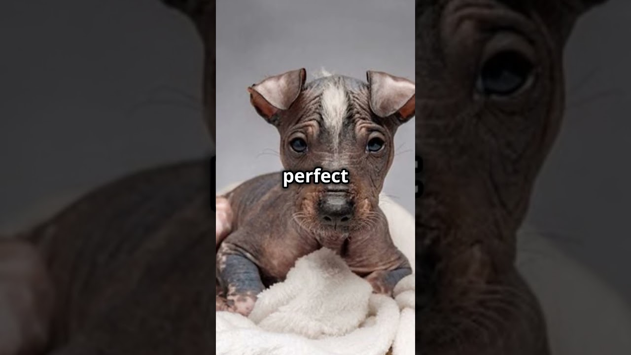 Peruvian Inca Orchid Dogs 101: Amazing Dog Facts In 60 Seconds 🐶🕒
