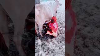 Download Lagu Girl milking a caw #like MP3