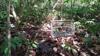 Download Lagu mikat murai batu liar#kicauan MP3