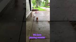 Cavapoo | Best Designer Breed Dogs!