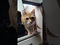 ご飯の催促、茶トラふうちゃん。#shorts #猫好きさんと繋がりたい#保護猫を迎える前に準備すべきこと