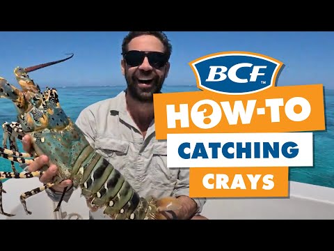 How To Find AND CATCH The Tropical Rock Lobster BIG Crays