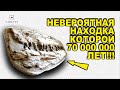 НЕВЕРОЯТНАЯ УДИВИТЕЛЬНАЯ НАХОДКА! ЧЕЛЮСТИ КОТОРЫМ 70 МИЛЛИОНОВ ЛЕТ! ТОП САМЫХ ДОРОГИХ ПРОДАЖ ВИОЛИТИ