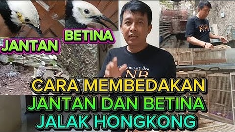CARA MEMBEDAKAN JNTAN DAN BETINA JALAK HONGKONG