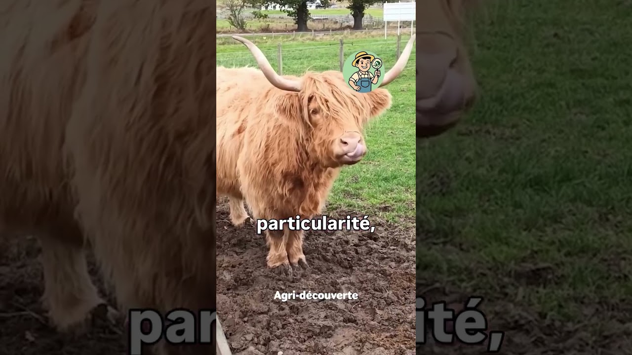 Probablement les vaches les plus mignonnes du monde.