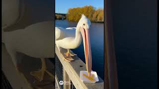 Bird fails #pets #fails