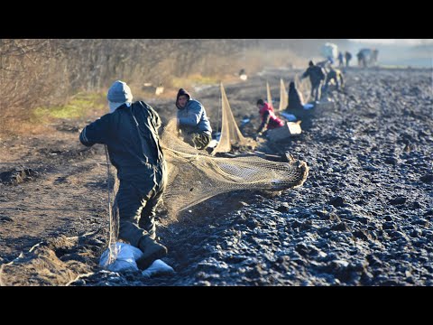 Videó: Hogyan Kell Vadászni A Mezei Nyúl Kutyákkal Helyesen