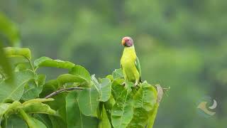 Birds Free - Soft Wave Musik - Morning Birds Chirping (Nature Healing) 🕊️🌿 screenshot 3