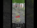 Subscribe #coyote #shorts #gun #sub #hunting #killing