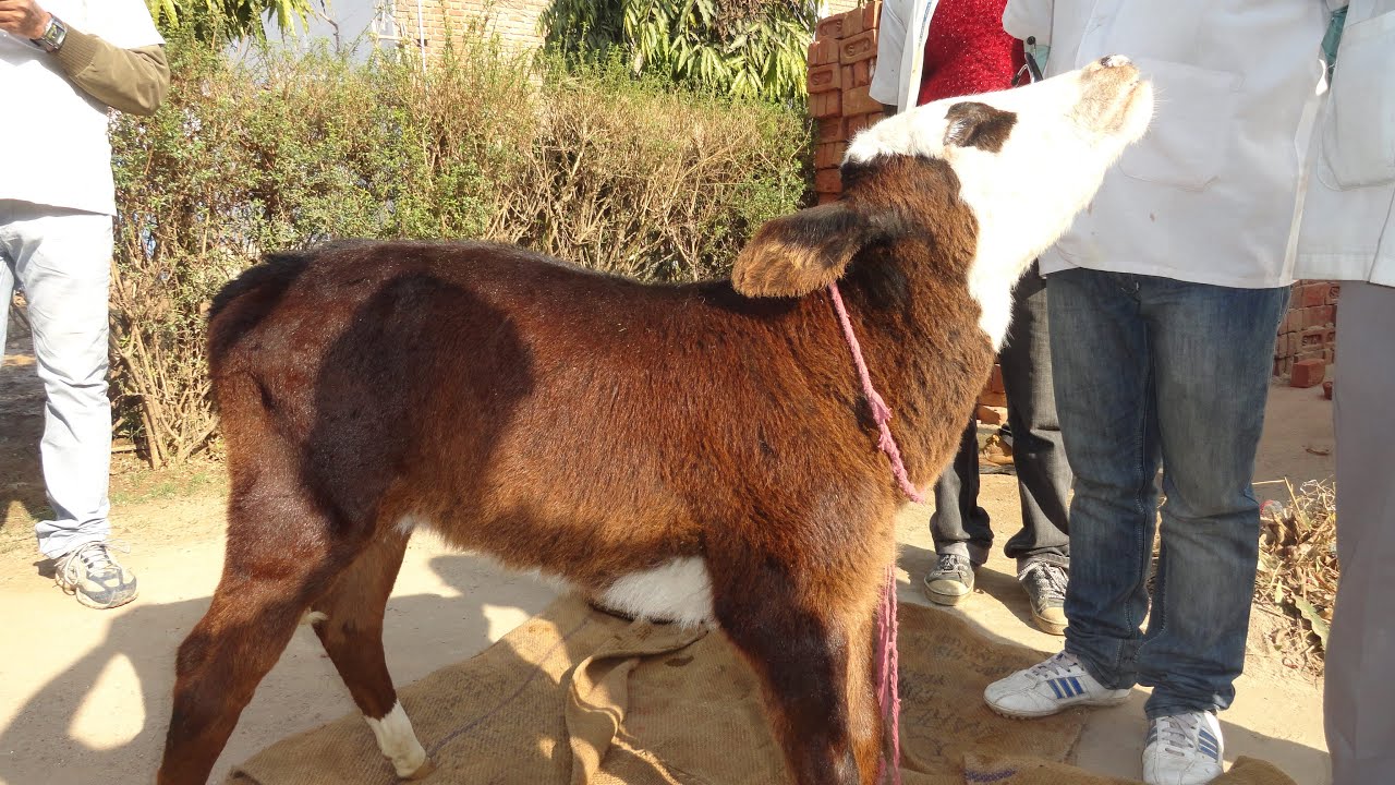 Vit B1 Deficiency ! PEM (Polioencephalomalacia)! स्टार गेजिंग ! कारण एवं इलाज !