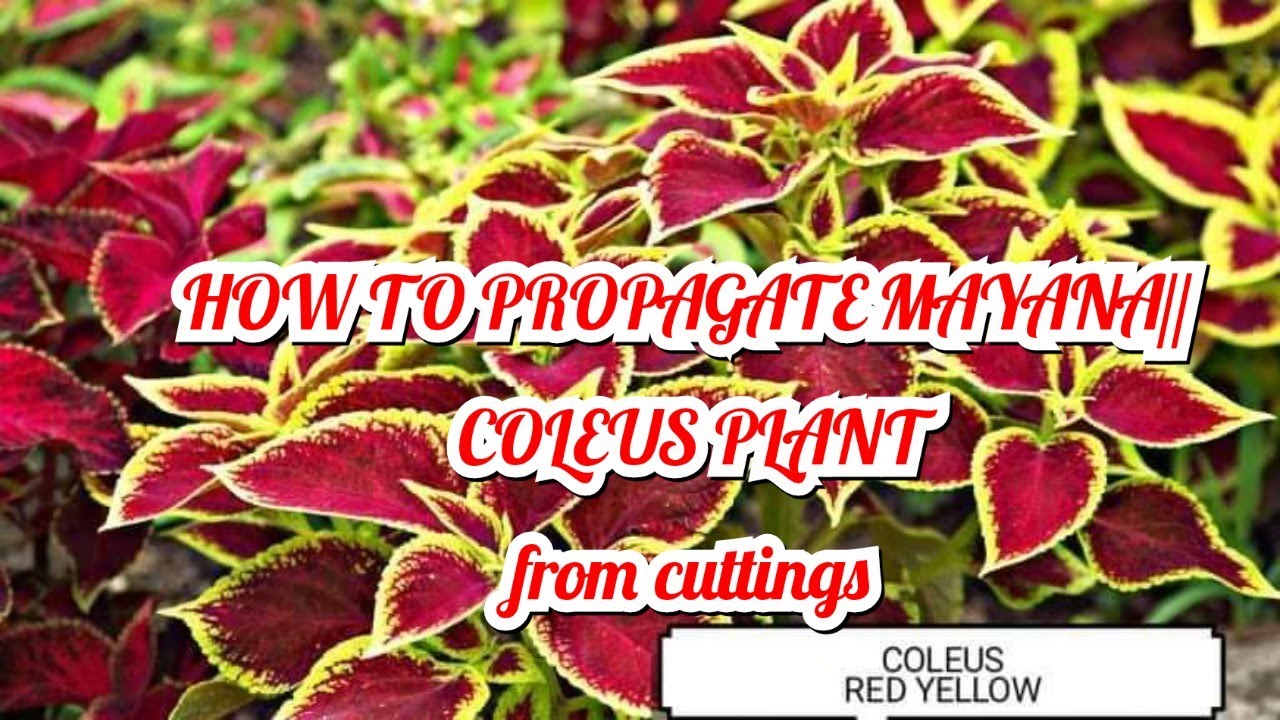 HOW TO PROPAGATE MAYANA// COLEUS PLANT from cuttings YouTube