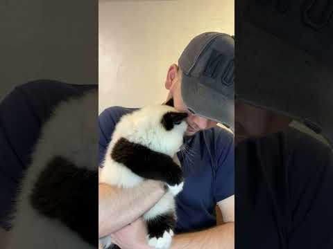 Big cats panda ❤️