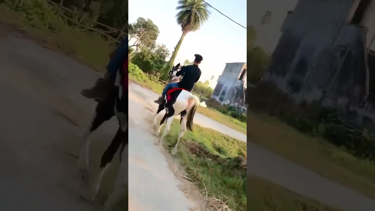 horse riding short video 😍 || horse lover status || horse videos || horse status || 