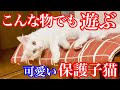 【野良子猫保護】可愛すぎる保護子猫はこんなおもちゃでも夢中で遊んでくれます