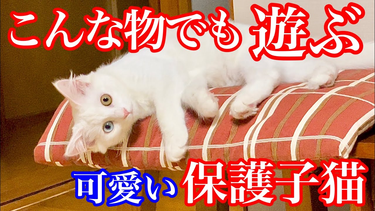 野良子猫保護 可愛すぎる保護子猫はこんなおもちゃでも夢中で遊んでくれます Youtube