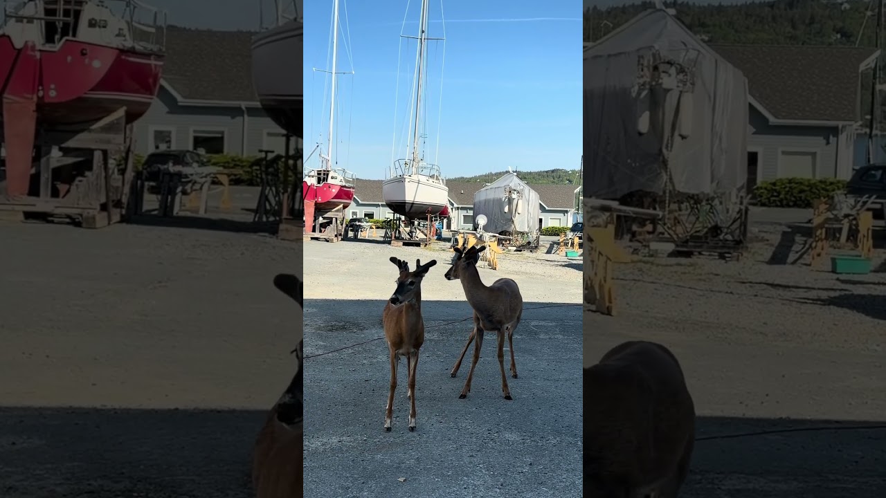 This pair of bucks 🦌 just can’t decide to go for a sail boat ⛵️ or a power boat 🛥️ this morning!
