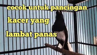 cocok untuk pancingan kacer yang lambat panas