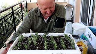 How to propagate rosemary