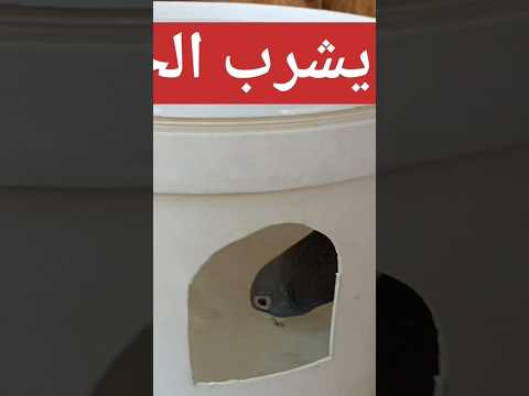 كيف يشرب الحمام تربية الحمام الزاجل Homing Pigeons 
